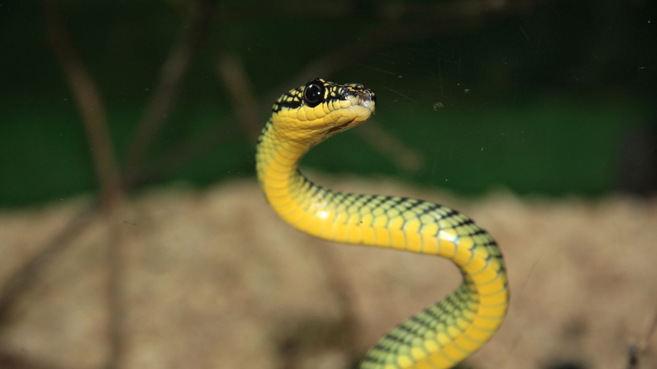 Wallpaper snake, small, aggressive