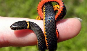 Preview wallpaper snake, small, finger