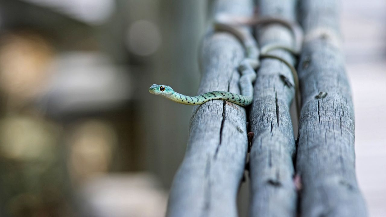 Wallpaper snake, small, timber, crawl