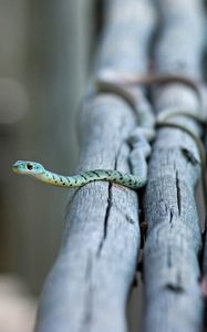 Preview wallpaper snake, small, timber, crawl