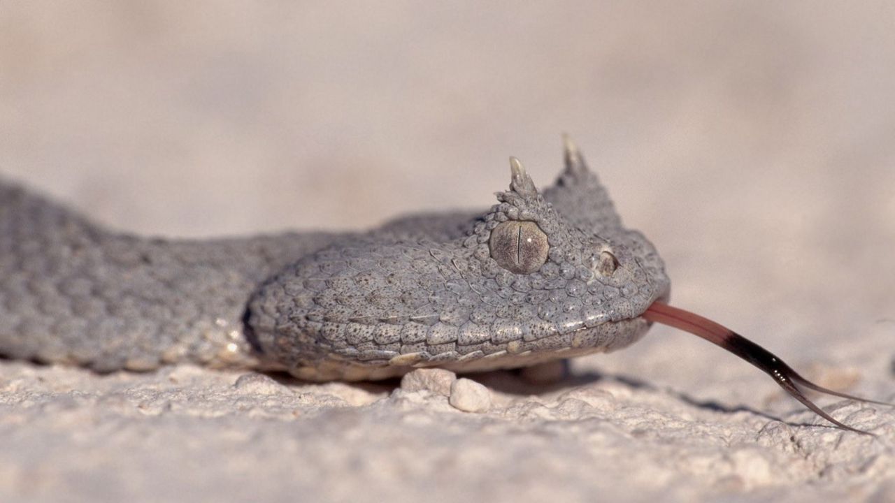 Wallpaper snake, species, eyes, tongue