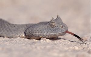 Preview wallpaper snake, species, eyes, tongue