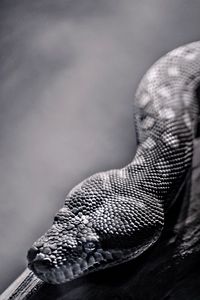 Preview wallpaper snake, spotted, crawling, reptile