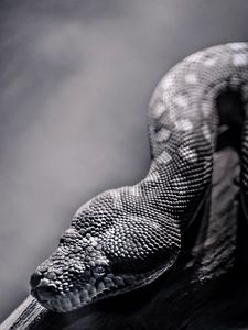 Preview wallpaper snake, spotted, crawling, reptile