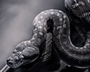 Preview wallpaper snake, spotted, crawling, reptile