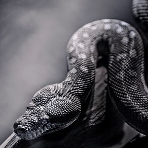 Preview wallpaper snake, spotted, crawling, reptile