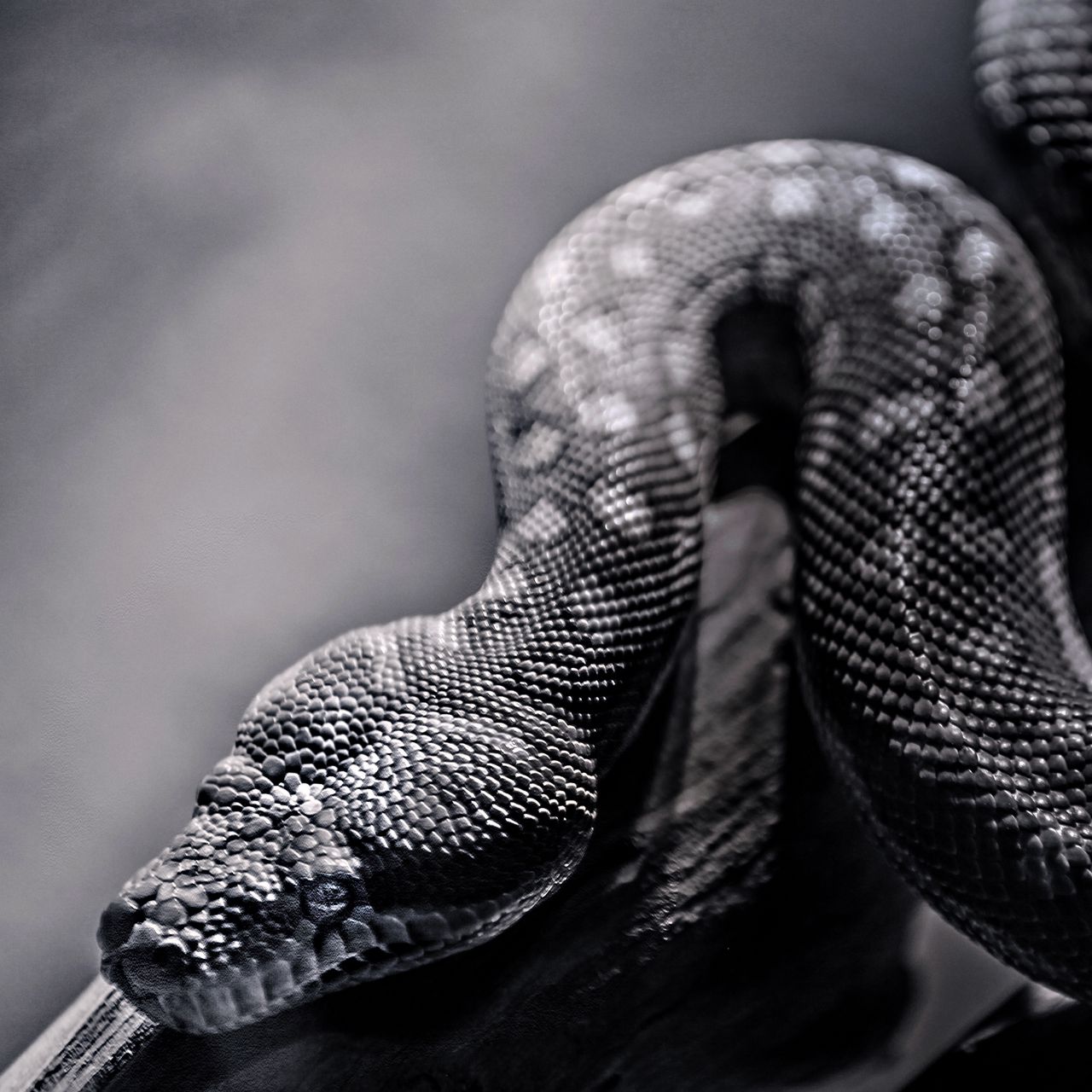 Download wallpaper 1280x1280 snake, spotted, crawling, reptile ipad, ipad  2, ipad mini for parallax hd background