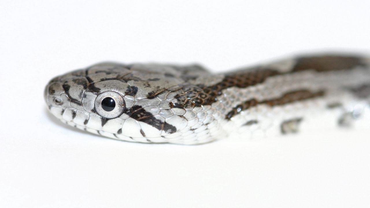 Wallpaper snake, spotted, reptile, head