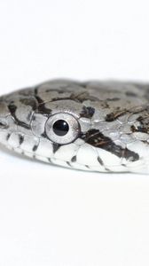 Preview wallpaper snake, spotted, reptile, head