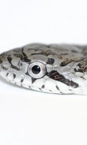 Preview wallpaper snake, spotted, reptile, head