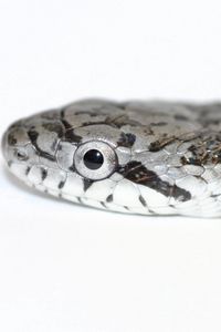 Preview wallpaper snake, spotted, reptile, head