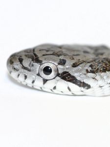 Preview wallpaper snake, spotted, reptile, head