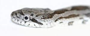 Preview wallpaper snake, spotted, reptile, head
