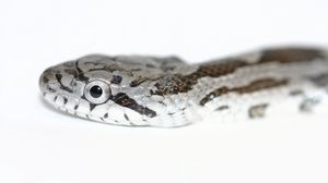 Preview wallpaper snake, spotted, reptile, head