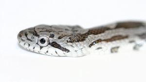 Preview wallpaper snake, spotted, reptile, head