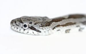 Preview wallpaper snake, spotted, reptile, head