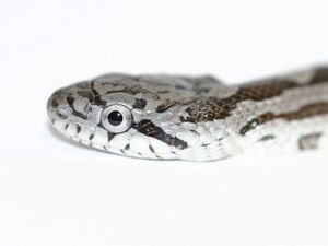 Preview wallpaper snake, spotted, reptile, head