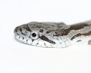 Preview wallpaper snake, spotted, reptile, head