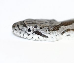Preview wallpaper snake, spotted, reptile, head