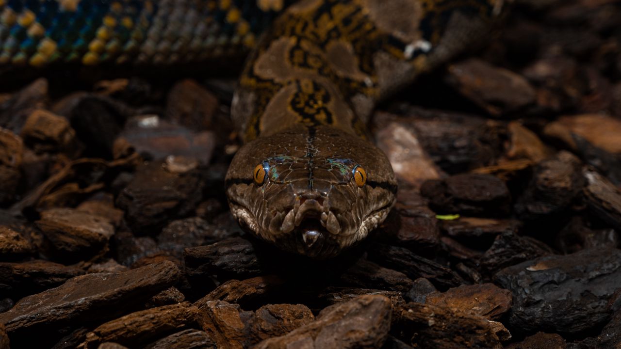 Wallpaper snake, terrarium, glance