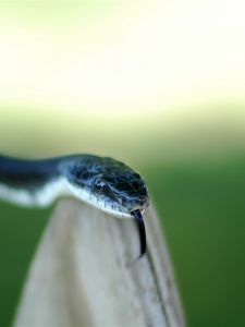 Preview wallpaper snake, tongue, danger