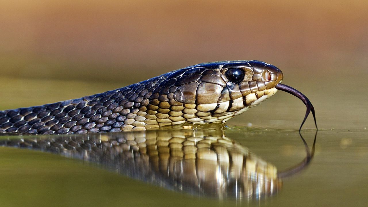 Wallpaper snake, tongue, eyes