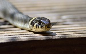 Preview wallpaper snake, tongue, reptile