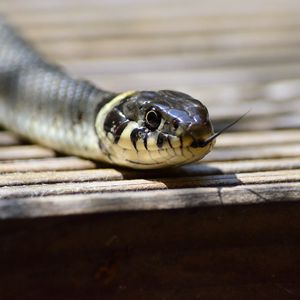Preview wallpaper snake, tongue, reptile