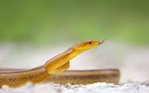 Preview wallpaper snake, tongue, reptile, crawl
