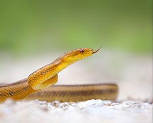 Preview wallpaper snake, tongue, reptile, crawl