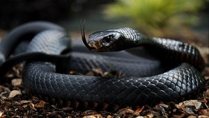 Preview wallpaper snake, tongue, scales, venomous