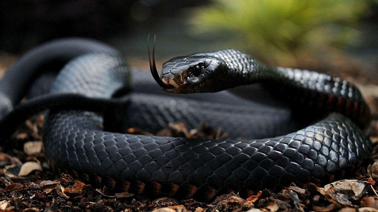 Wallpaper snake, tongue, scales, venomous