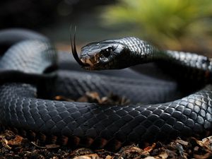 Preview wallpaper snake, tongue, scales, venomous