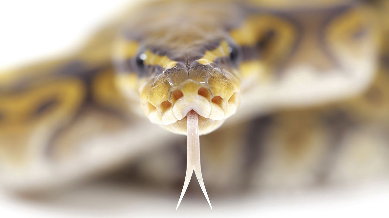 Wallpaper snake, tongue, spots, poison