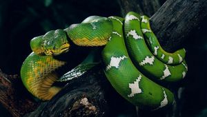 Preview wallpaper snake, tree, twist, color, spot