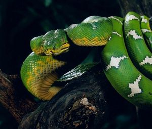 Preview wallpaper snake, tree, twist, color, spot
