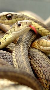 Preview wallpaper snakes, set, reptile