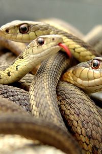 Preview wallpaper snakes, set, reptile