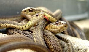 Preview wallpaper snakes, set, reptile