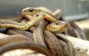 Preview wallpaper snakes, set, reptile