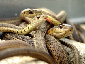 Preview wallpaper snakes, set, reptile