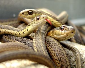 Preview wallpaper snakes, set, reptile