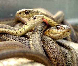 Preview wallpaper snakes, set, reptile
