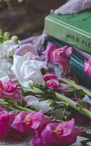 Preview wallpaper snapdragon, flowers, books, newspaper