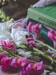 Preview wallpaper snapdragon, flowers, books, newspaper