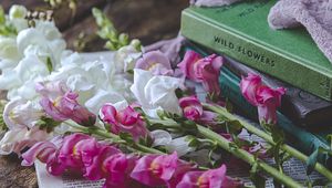 Preview wallpaper snapdragon, flowers, books, newspaper