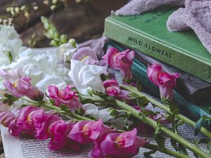 Preview wallpaper snapdragon, flowers, books, newspaper