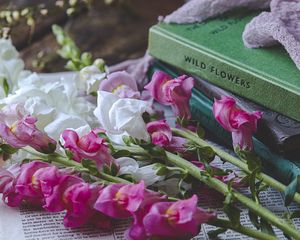 Preview wallpaper snapdragon, flowers, books, newspaper