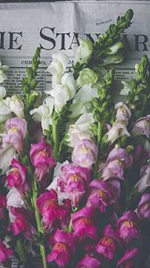 Preview wallpaper snapdragon, flowers, bouquet, newspaper