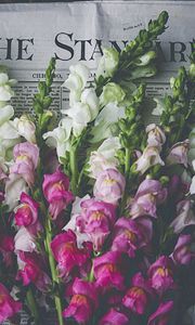 Preview wallpaper snapdragon, flowers, bouquet, newspaper